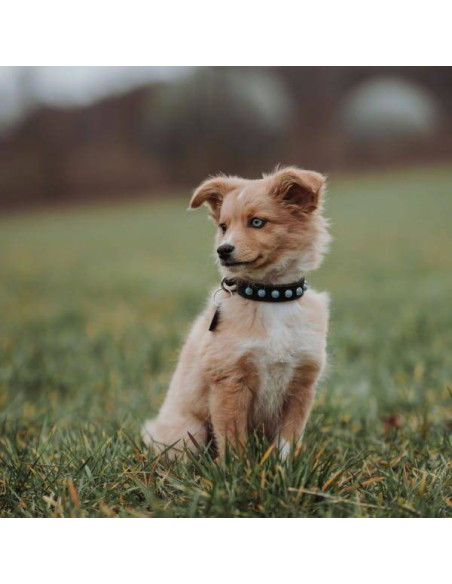 Collier pour chien noir et bleu - Collier Modica